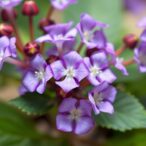 purslane-and-metformin-improve-diabetes-linked-cognitive-decline