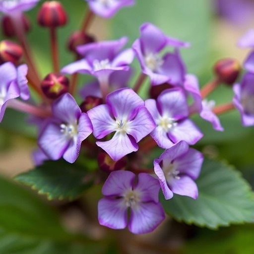 purslane-and-metformin-improve-diabetes-linked-cognitive-decline