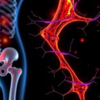 iron-overload-drives-bone-damage-via-irp1-scap-axis