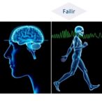 brain-and-muscle-activity-during-dual-task-walking