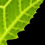 subtilase-maturation-key-to-stomatal-patterning