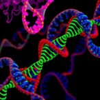 gwas-uncovers-suber-gene1-role-in-suberization