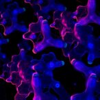 znf473-drives-colorectal-cancer,-boosts-chemoresistance