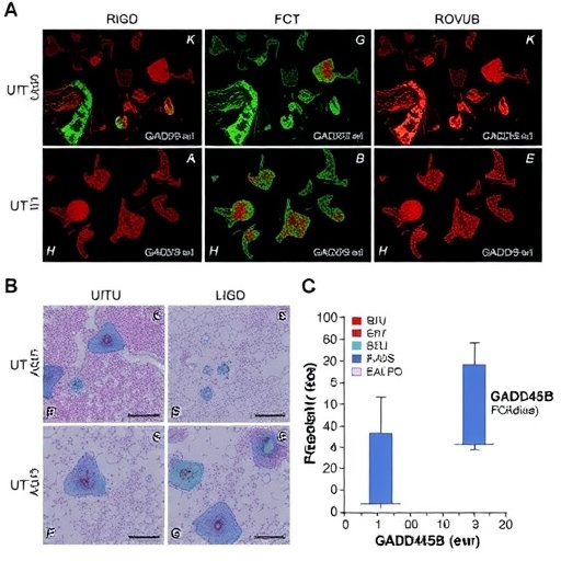 new-study-uncovers-role-of-gadd45b-in-intestinal-ischemia/reperfusion-injury