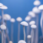 psilocybin-induced-brain-changes-may-explain-therapeutic-effects