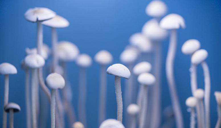 psilocybin-induced-brain-changes-may-explain-therapeutic-effects