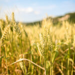 chromosome-engineering-reveals-new-locus-for-fusarium-resistance-in-wheat