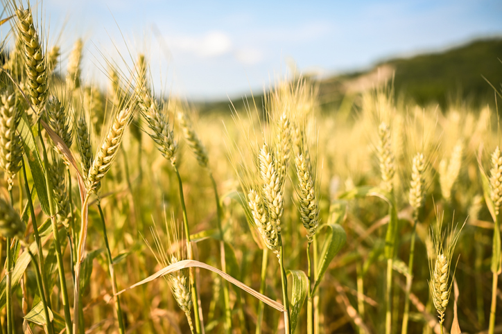 chromosome-engineering-reveals-new-locus-for-fusarium-resistance-in-wheat