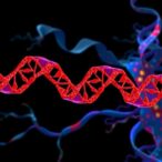 double-strand-breaks-fuel-toxicity-in-huntington’s-disease