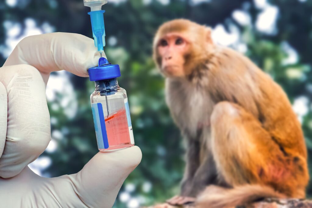 bipartisan-primate-act-aims-to-ban-monkey-imports-to-us