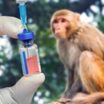 bipartisan-primate-act-aims-to-ban-monkey-imports-to-us