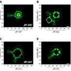 jpi-547-outperforms-early-parp-inhibitors-in-brca-models
