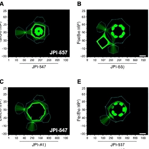 jpi-547-outperforms-early-parp-inhibitors-in-brca-models