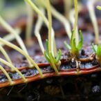 autophagy-in-root-hairs-crucial-for-salt-tolerance