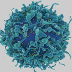from-discovery-to-gmp:-building-scalable-cell-therapy-manufacturing