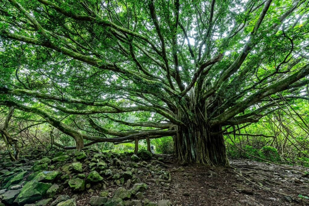 banyan-bioinnovations-puts-down-roots-with-$100m,-icon-partnership