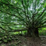 banyan-bioinnovations-puts-down-roots-with-$100m,-icon-partnership