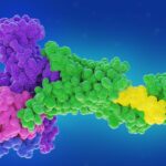 oral-small-molecule-glp-1s-linked-to-deep-brain-activity-and-reduced-cravings-in-mice