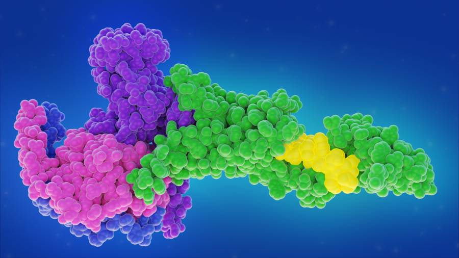 oral-small-molecule-glp-1s-linked-to-deep-brain-activity-and-reduced-cravings-in-mice