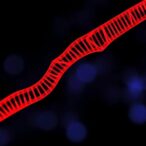 cds-localized-m6a-triggers-rna-decay-to-ease-er-stress