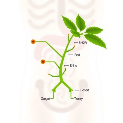 akkermansia-boosts-gut-bladder-nerve-sensitivity-via-5-ht3ar