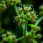 crispri-screening-identifies-fungal-specific-drug-targets