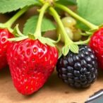 new-study-uncovers-how-fungal-parasites-attack-strawberries-and-raspberries