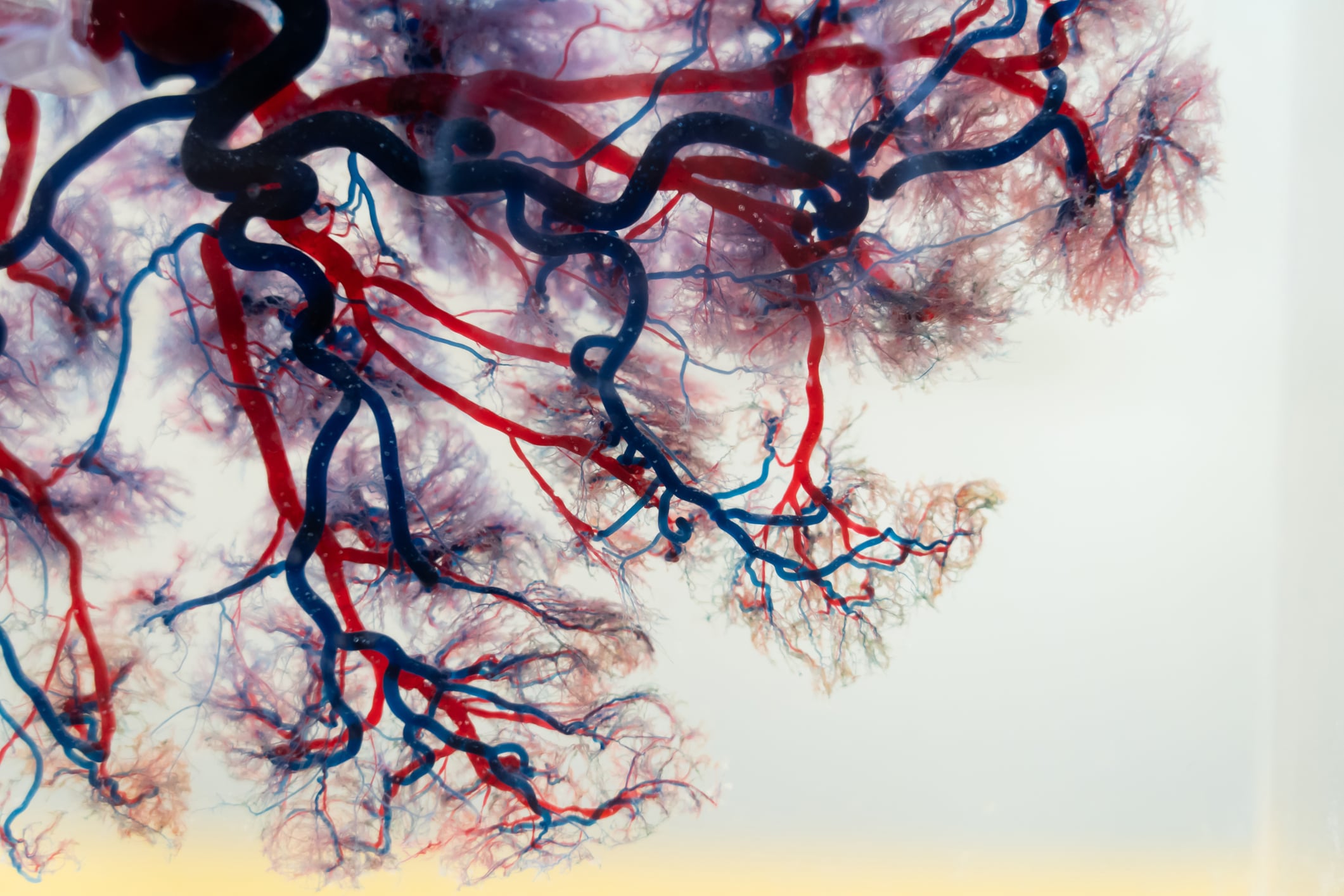 blood-based-approach-could-detect-early-heart,-kidney-disease,-study-finds