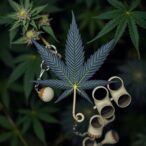 study-finds-increased-psychosis-risk-in-high-risk-groups-with-combined-cannabis-and-tobacco-use