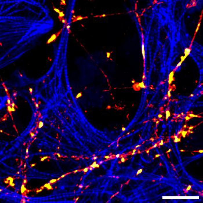 visualizing-receptor-transport-within-neurons-via-transcytosis
