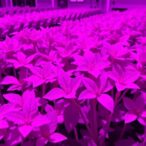 uvr8-variations-influence-plant-heat-tolerance-and-yield