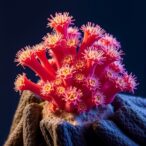 cryo-et-reveals-physcomitrium-patens-plasmodesmata-structure