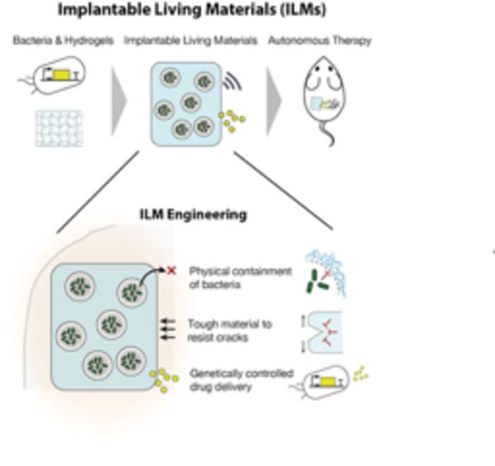implantable-living-materials-contain-infection-sensing-bacteria-that-release-therapeutics