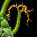 root-knot-nematodes-hijack-plant-signaling-peptides