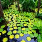 crispr-uncovers-melioidosis-risks-in-northeast-thailand