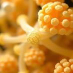 four-new-hydroxyl-fatty-acids-from-bacillus-sp.