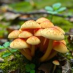 gymnopilus-mushrooms-yield-antibacterial-gymnopilin-a10,-gymnoprenol-b13