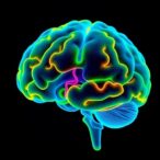 cerebellar-growth-links-brain-maturation-and-language