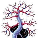 noncanonical-sulfur-metabolism,-immunity-altered-in-down-syndrome