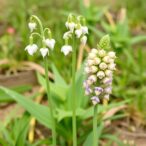 seed-traits-key-to-rare-vs.-common-astragalus