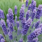 lavandula-zn(ii)-hybrid-shields-steel-from-corrosion