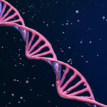 codon-optimization-isn’t-equal:-benchmarking-gene-design-for-antibody-expression