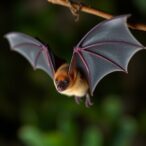 how-bats-filter-out-background-noise-to-sharpen-prey-detection