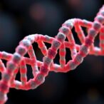 protein-that-organizes-dna-sheds-new-light-on-infertility,-ivf,-and-generational-health