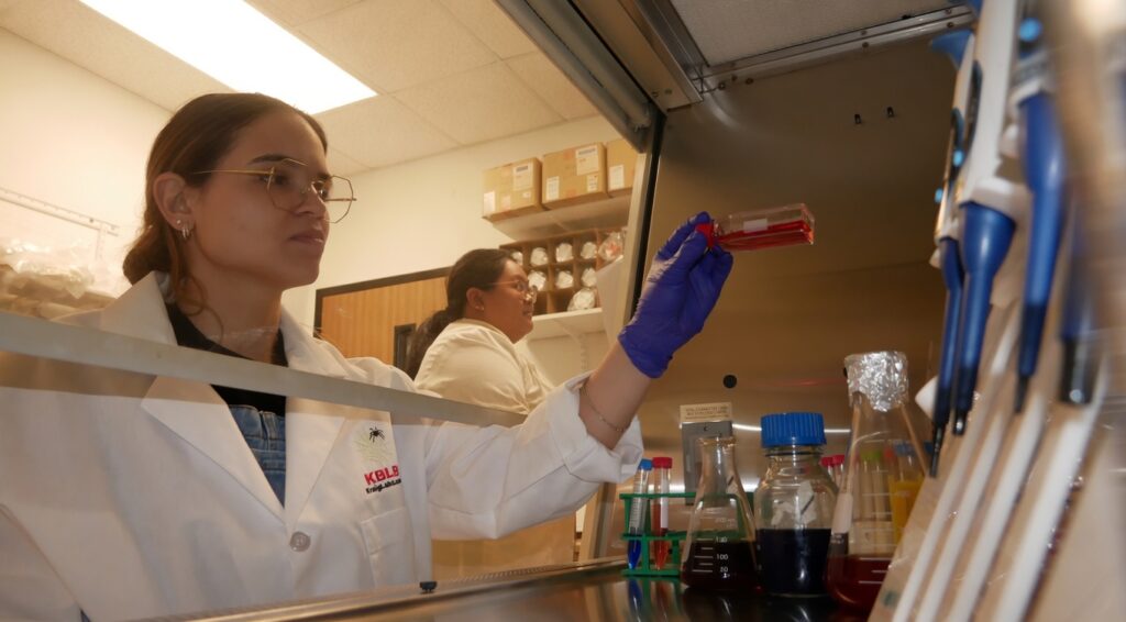 kraig-biocraft-labs-creates-immortalized-silk-gland-cell-line