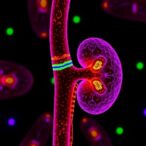 elmo1-boosts-kidney-repair-after-toxic-injury