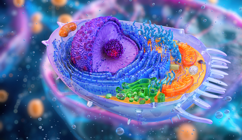 oncogenic-signaling-shaped-by-a-golgi-trafficking-protein-pair