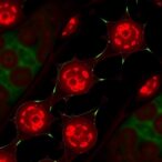 stem-cell-vesicles-deliver-mir-125a-5p-to-heal-sepsis-kidney-injury