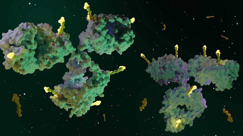 mutating-antibodies-for-easier-drug-conjugate-manufacturing