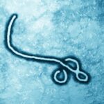 us-taps-small-san-diego-biotech-for-experimental-ebola-treatment-as-epidemic-worsens